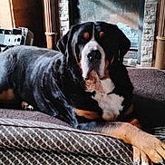 Louis is registered to the contest to win money with this photo: dog, indoor, fireplace, bed, resting, sunlight, cozy, relaxed, large_dog, black_fur, brown_fur, white_fur, wood, stone, home, comfortable, animal, pet, lying_down, quiet