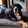 dog, indoor, fireplace, bed, resting, sunlight, cozy, relaxed, large_dog, black_fur, brown_fur, white_fur, wood, stone, home, comfortable, animal, pet, lying_down, quiet