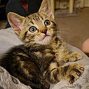 Stitch joined the competition — help win amazing prizes! animal, blanket, cat, cozy, curious, cute, domestic, eyes, feline, fur, indoor, kitten, paws, pet, relaxed, small, soft, tabby, whiskers, young