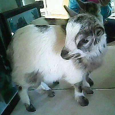 Pepette