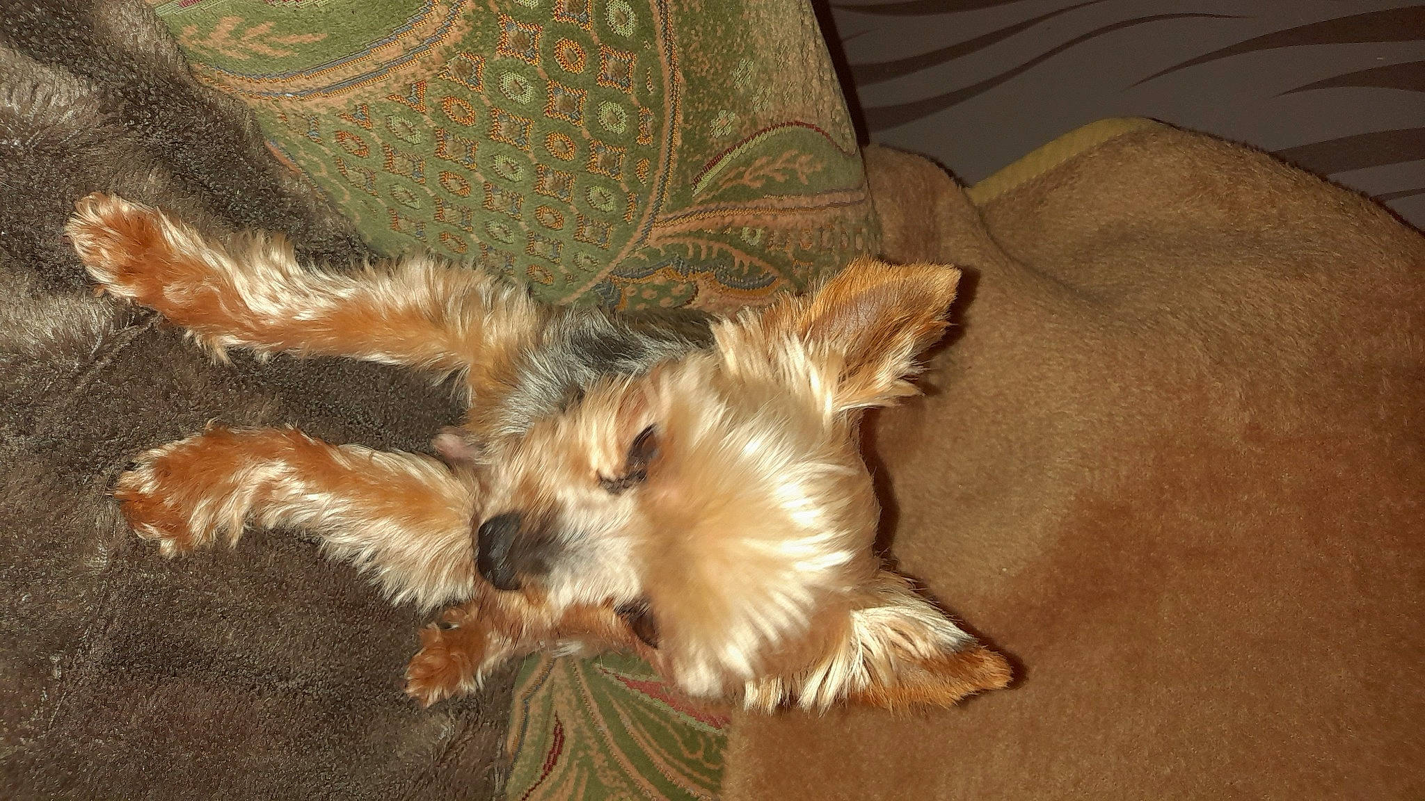 Ealy participe au concours pour gagner de l'argent avec cette photo : canidae, carnivore, claw, comfort, companion_dog, couch, dog, dog_breed, felidae, fur, liver, paw, small_to_medium_sized_cats, snout, sporting_group, tail, terrier, toy_dog, whiskers, wood