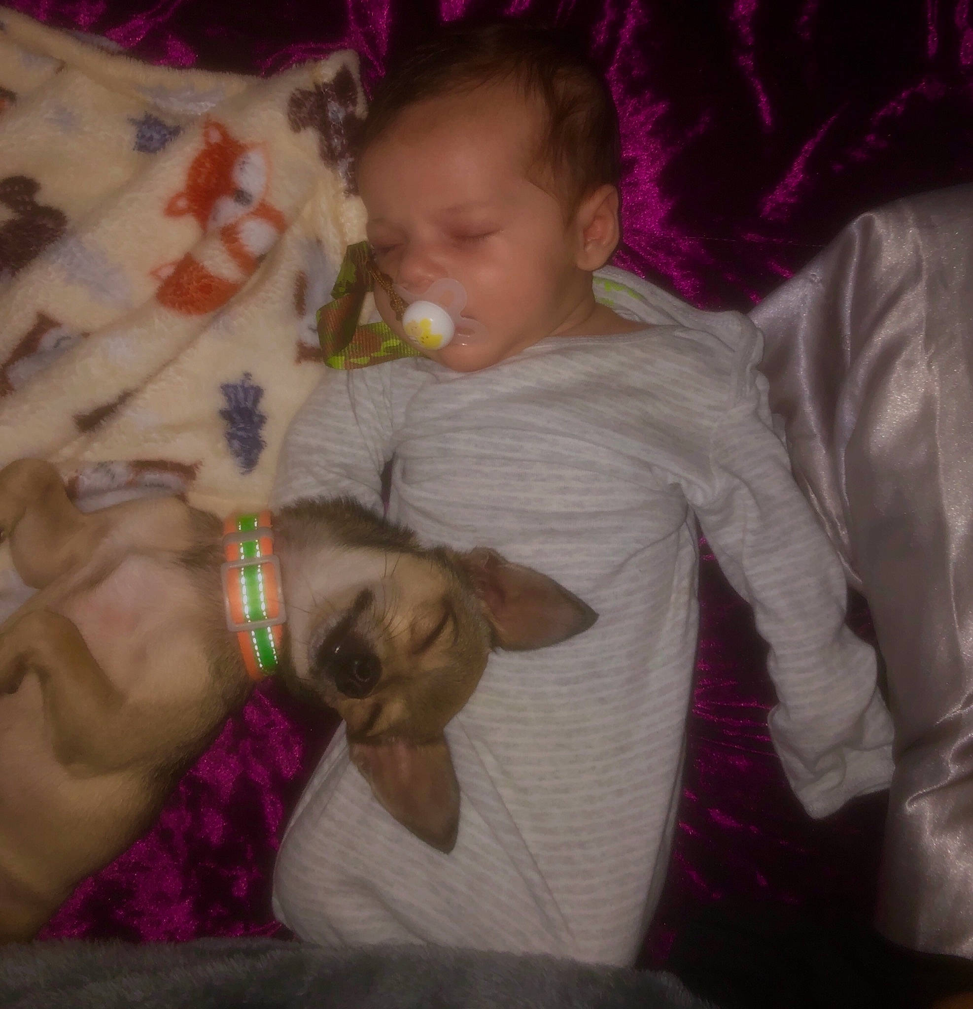 Kenzo is registered to the contest to win money with this photo: baby, baby_toddler_clothing, carnivore, child, comfort, companion_dog, dog_breed, fawn, fun, happy, head, human_body, lap, linens, person, pink, skin, t_shirt, textile, toddler