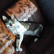 Tigresse a rejoint le concours — aidez-le/la à gagner de superbes lots ! cat, tabby, white_fur, green_eyes, leather_couch, sunlight, shadow, indoor, pet, relaxed, feline, animal, house_pet, resting, comfortable, closeup, portrait, daylight, fur_pattern, cozy