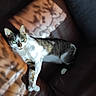 cat, tabby, white_fur, green_eyes, leather_couch, sunlight, shadow, indoor, pet, relaxed, feline, animal, house_pet, resting, comfortable, closeup, portrait, daylight, fur_pattern, cozy