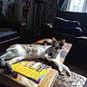 Tigresse participe au concours pour gagner de l'argent avec cette photo : cat, table, magazine, sunlight, sofa, leather_sofa, window, curtains, shadow, wooden_floor, living_room, relaxed, indoor, furniture, domestic_cat, resting, cozy, daylight, pattern, home
