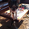 cat, coffee_table, wood_floor, leather_sofa, remote_control, magazine, flower_wallpaper, wooden_statue, sunlight, shadow, indoor, curious_cat, pet, feline, living_room, furniture, close_up, daylight, home, cozy