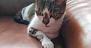 Tigresse a rejoint le concours — aidez-le/la à gagner de superbes lots ! cat, tabby_cat, pet, animal, feline, indoor, leather_couch, brown_couch, fur, whiskers, paw, relaxing, curious, close_up, domestic_animal, mammal, resting, soft_light, seated, looking