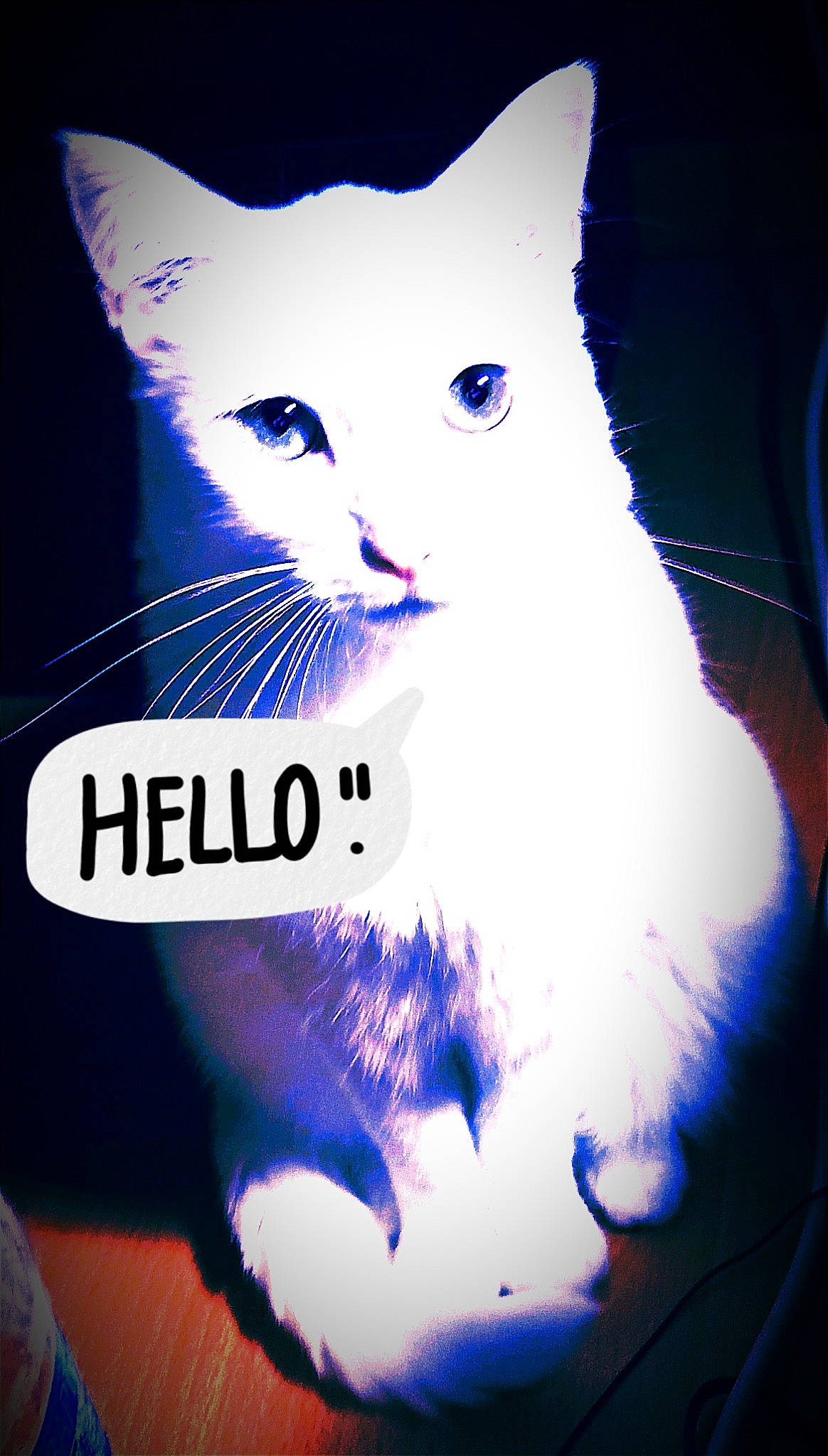 Coton participe au concours pour gagner de l'argent avec cette photo : azure, blue, carnivore, cat, cat_supply, electric_blue, felidae, font, fur, graphics, light, organism, paw, pet_supply, photo_caption, small_to_medium_sized_cats, snout, tail, whiskers, white