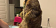 Hunter joined the competition — help win amazing prizes! alert, animal, bed, bedroom, cat, collar, cozy, cute, domestic, ears, fur, furniture, household, indoor, pet, resting, sitting, striped, tabby, whiskers