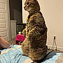 alert, animal, bed, bedroom, cat, collar, cozy, cute, domestic, ears, fur, furniture, household, indoor, pet, resting, sitting, striped, tabby, whiskers