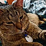 Hunter joined the competition — help win amazing prizes! animal, blanket, cat, close_up, collar, cozy, domestic, dresser, fur, furniture, indoor, paw, pet, relaxed, resting, sleepy, tabby, tag, television, whiskers