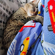 Hunter joined the competition — help win amazing prizes! animal, blanket, cat, closeup, comfort, cozy, cute, domestic_cat, fleece, fur, indoor, nap, patterned_blanket, patterned_cushion, pet, relaxation, resting, sleeping, soft, tabby