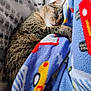 animal, blanket, cat, closeup, comfort, cozy, cute, domestic_cat, fleece, fur, indoor, nap, patterned_blanket, patterned_cushion, pet, relaxation, resting, sleeping, soft, tabby