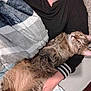 Hunter joined the competition — help win amazing prizes! animal, arm, bed, blanket, cat, comfort, cozy, cute, domestic_cat, fur, indoor, looking_up, lying_down, person, pet, pillow, relaxation, resting, striped, tabby_cat