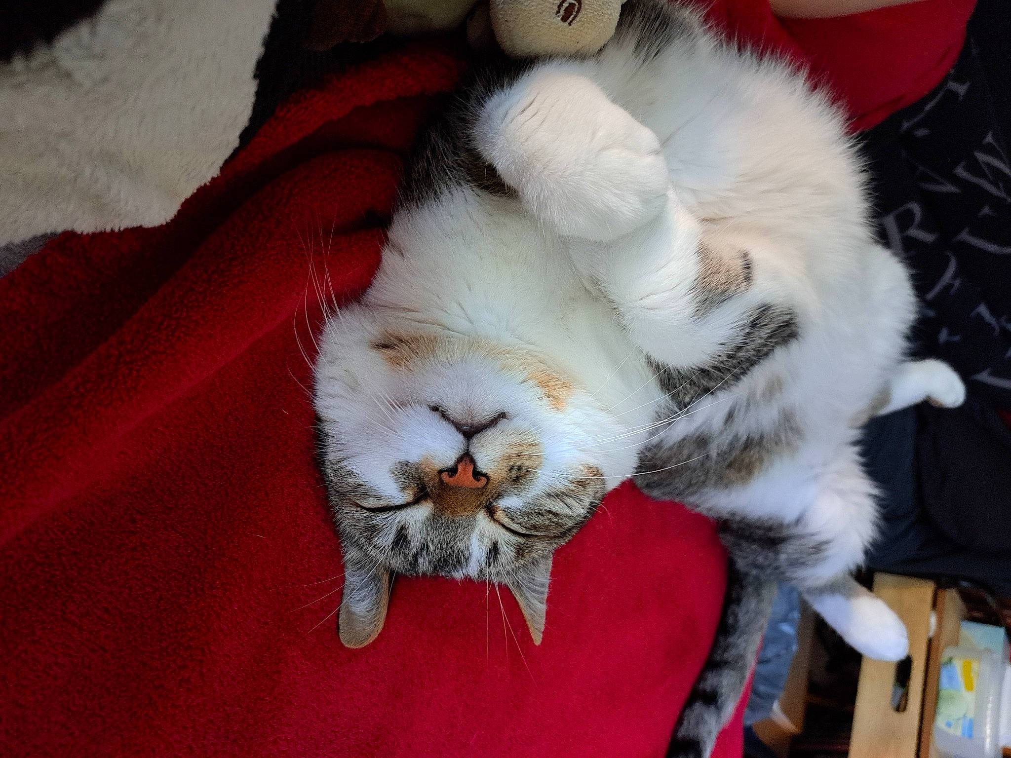 Pepsy a rejoint le concours — aidez-le/la à gagner de superbes lots ! canidae, carnivore, cat, claw, comfort, companion_dog, domestic_short_haired_cat, fang, fawn, felidae, foot, fur, nap, paw, sleep, small_to_medium_sized_cats, snout, tail, whiskers