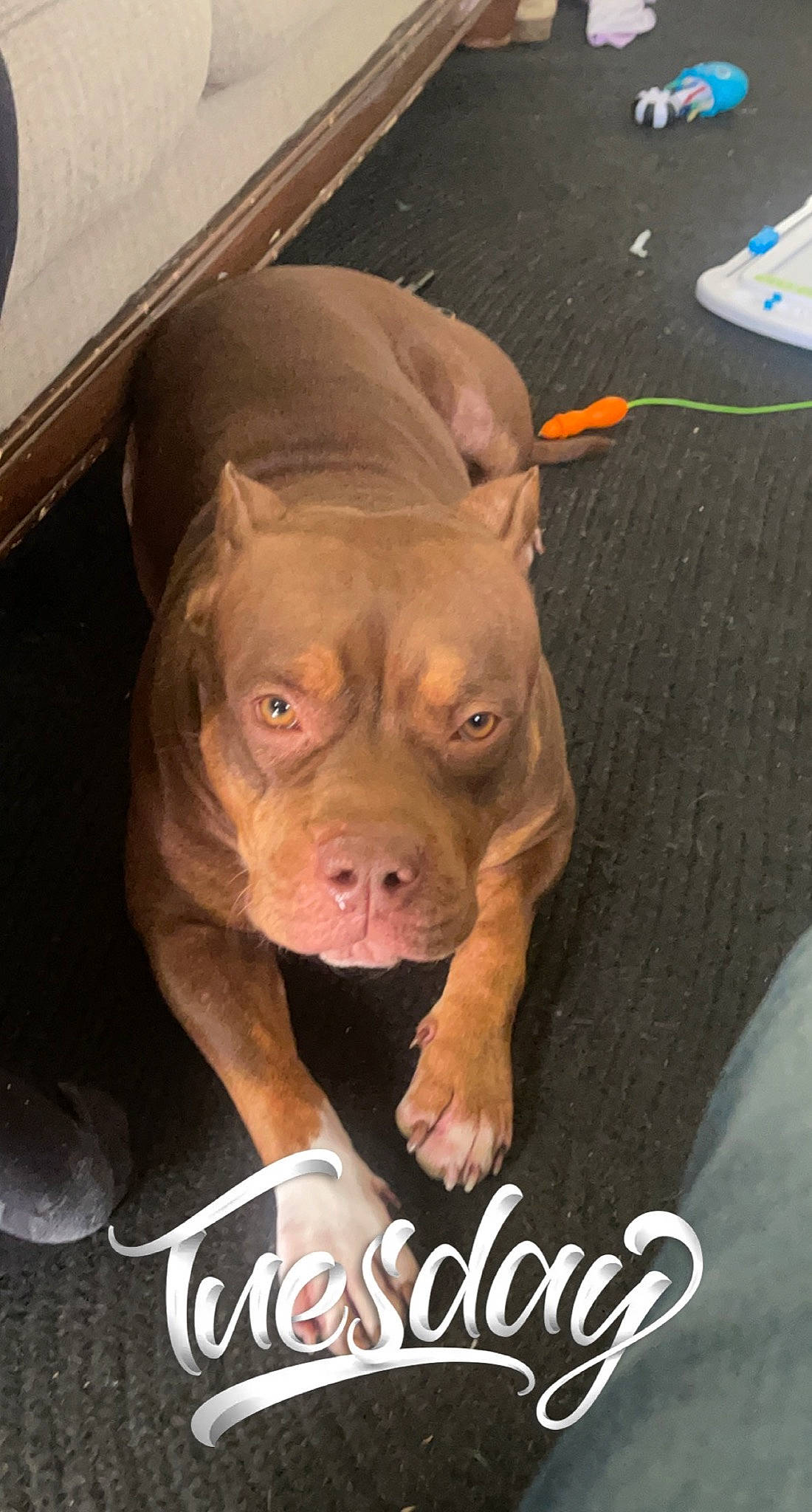 Diamond is registered to the contest to win money with this photo: ancient_dog_breeds, canidae, carnivore, companion_dog, dog, dog_breed, dog_collar, fawn, fur, liver, molosser, non_sporting_group, photo_caption, snout, sporting_group, terrestrial_animal, whiskers, working_animal, working_dog, wrinkle