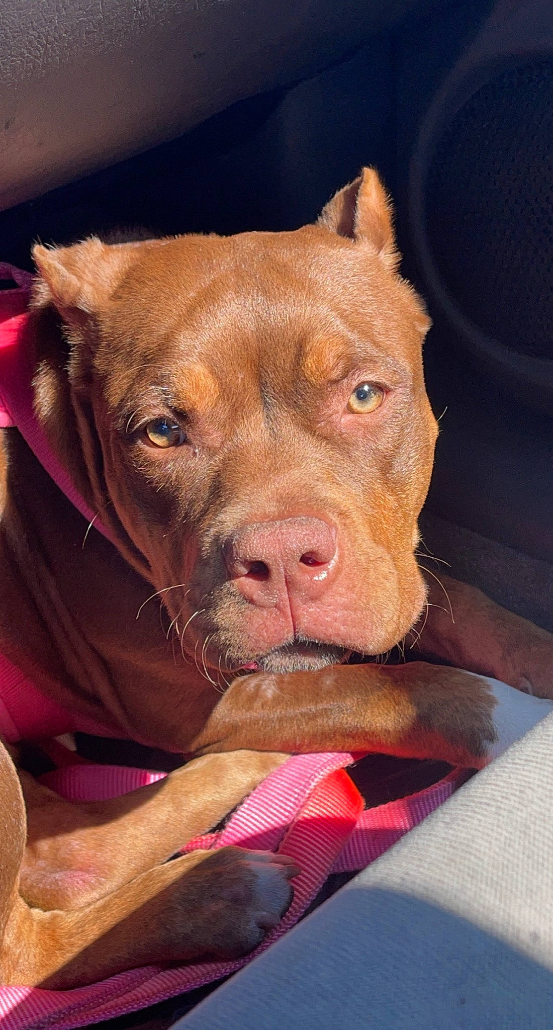 Diamond is registered to the contest to win money with this photo: carnivore, collar, comfort, companion_dog, dog, dog_breed, dog_supply, fawn, flesh, fur, liver, non_sporting_group, pet_supply, snout, sporting_group, terrestrial_animal, whiskers, working_animal, working_dog, wrinkle