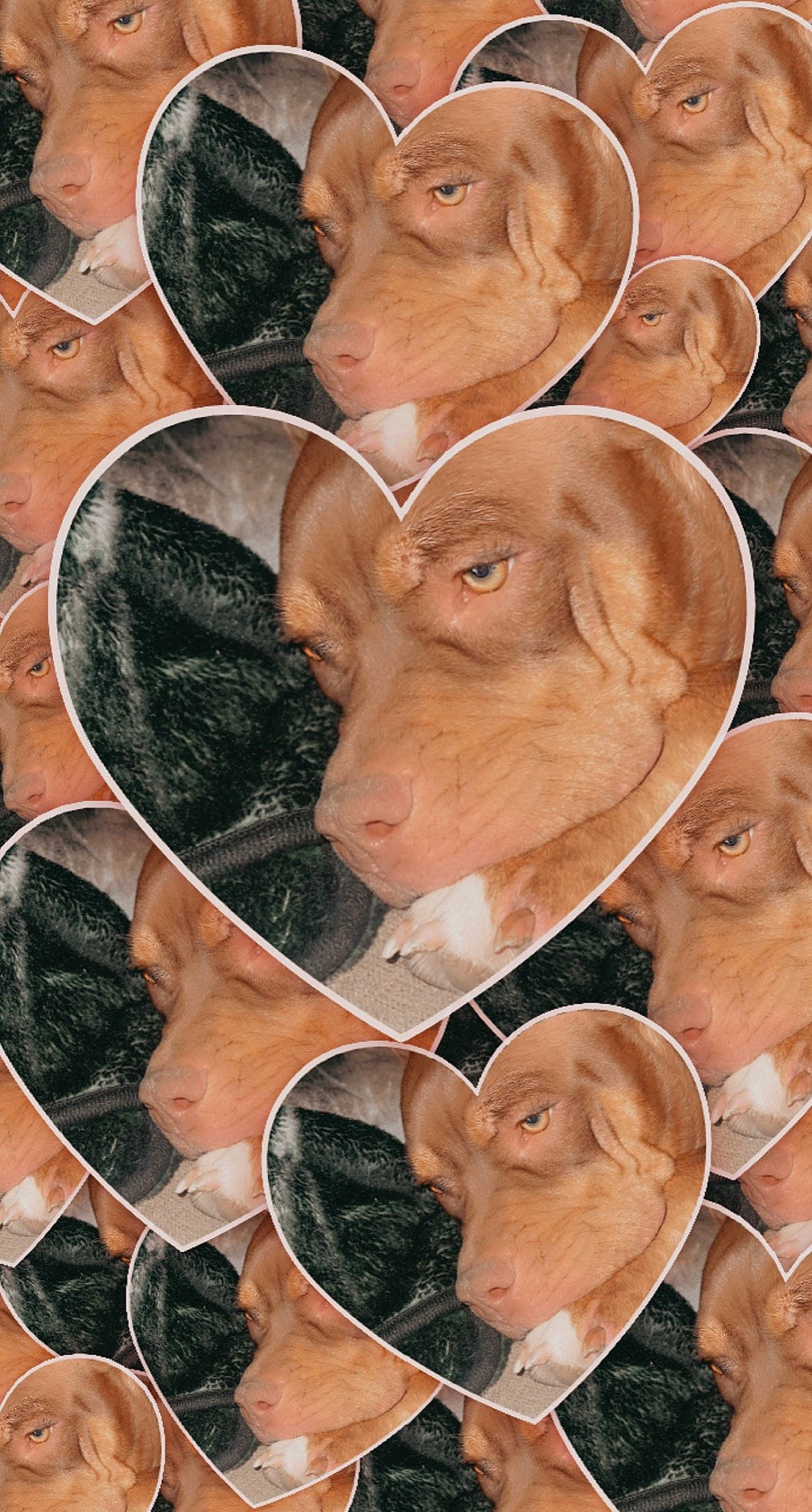 Diamond is registered to the contest to win money with this photo: art, cap, carnivore, collage, cowboy_hat, dog_breed, ear, facial_expression, fawn, glasses, hat, headgear, human, liver, organism, photograph, snout, sun_hat, sunglasses, working_animal