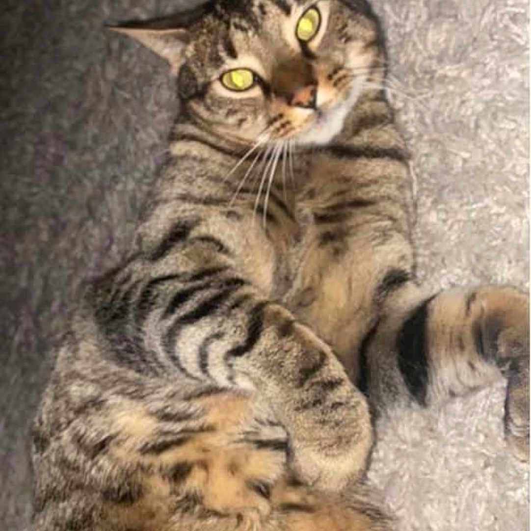 Beans