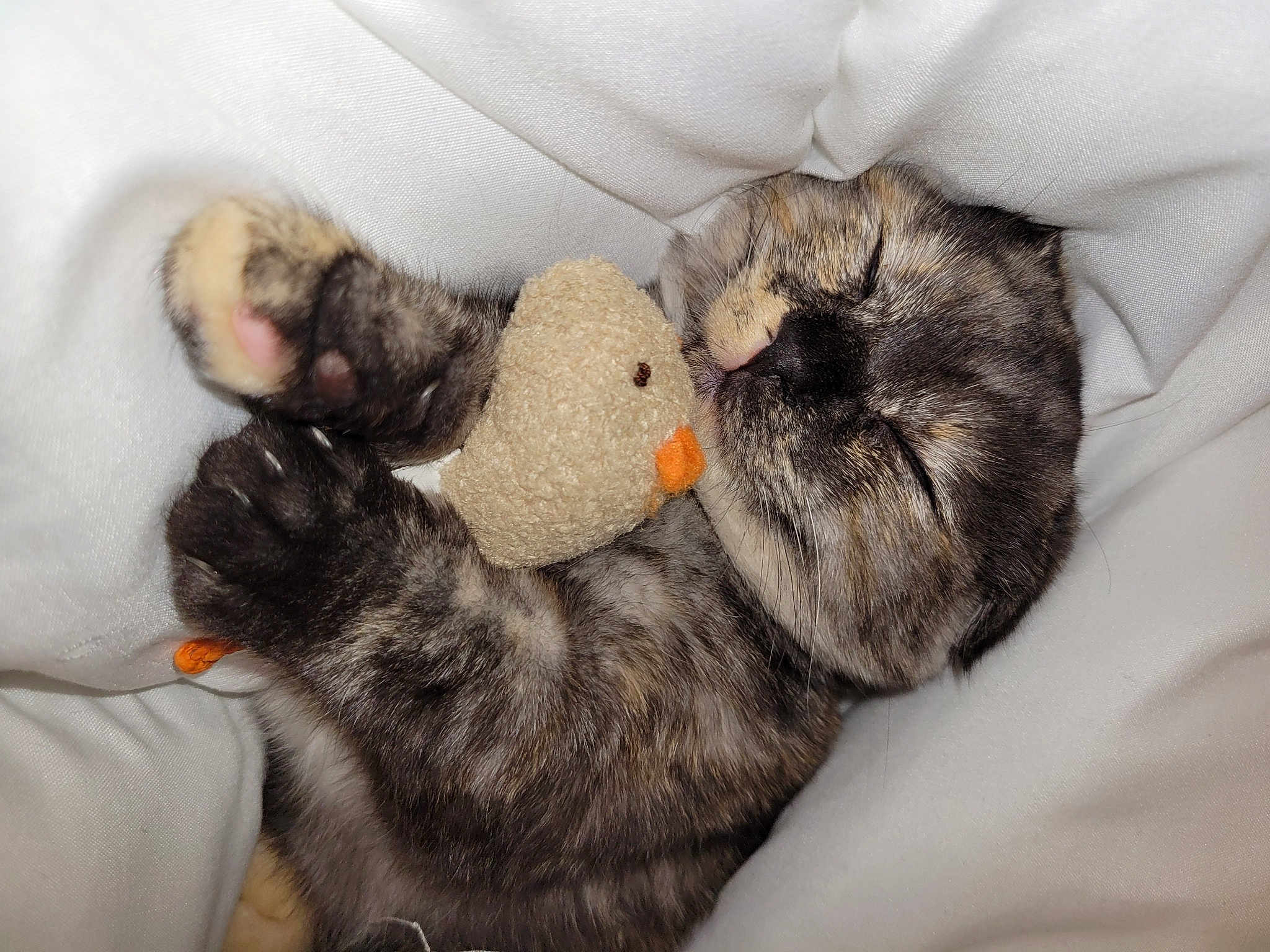 Munchkin