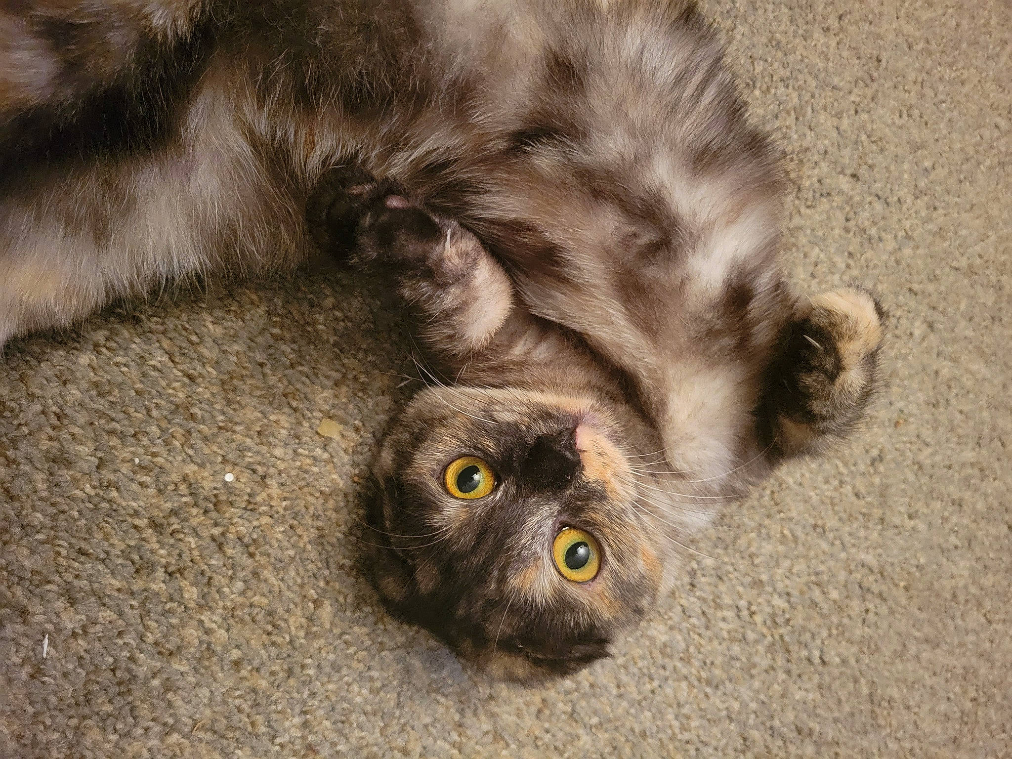 Munchkin is registered to the contest to win money with this photo: bird_of_prey, canidae, carnivore, cat, claw, dog_breed, domestic_short_haired_cat, felidae, fur, grass, grey, paw, small_to_medium_sized_cats, snout, soil, sporting_group, tail, terrestrial_animal, whiskers, wildlife