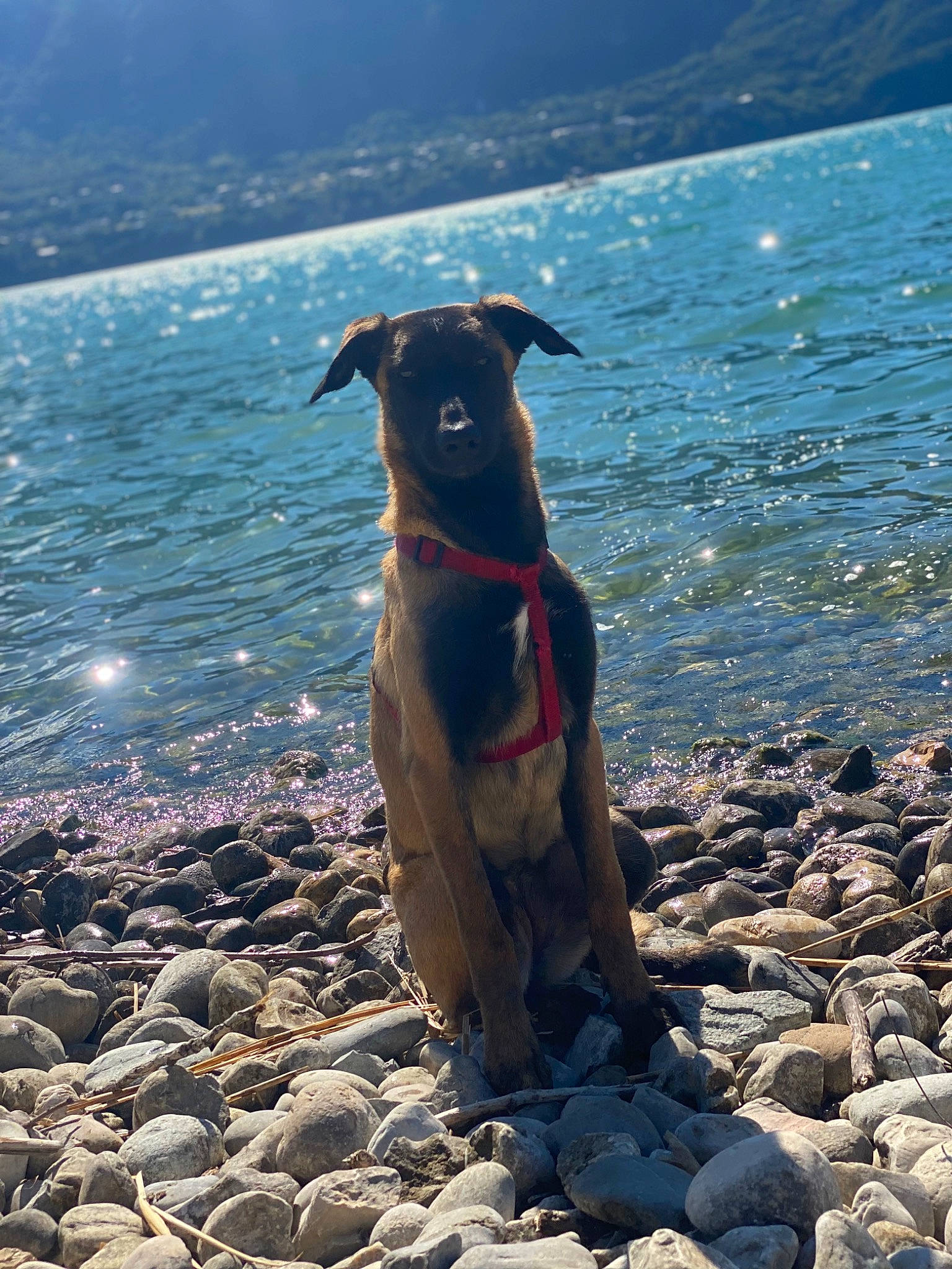 Taya participe au concours pour gagner de l'argent avec cette photo : beach, body_of_water, canidae, carnivore, coast, companion_dog, dog, dog_breed, dog_collar, fawn, lake, ocean, rock, seabird, sporting_group, vertebrate, water, wind_wave, wood, working_animal