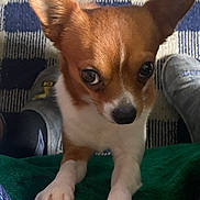 Bear joined the competition — help win amazing prizes! dog, small_dog, brown_and_white, ears, paws, green_blanket, carpet, blue_and_white, checkered, indoor, slippers, floor, looking_up, pet, cute, animal, canine, close_up, fur, expression