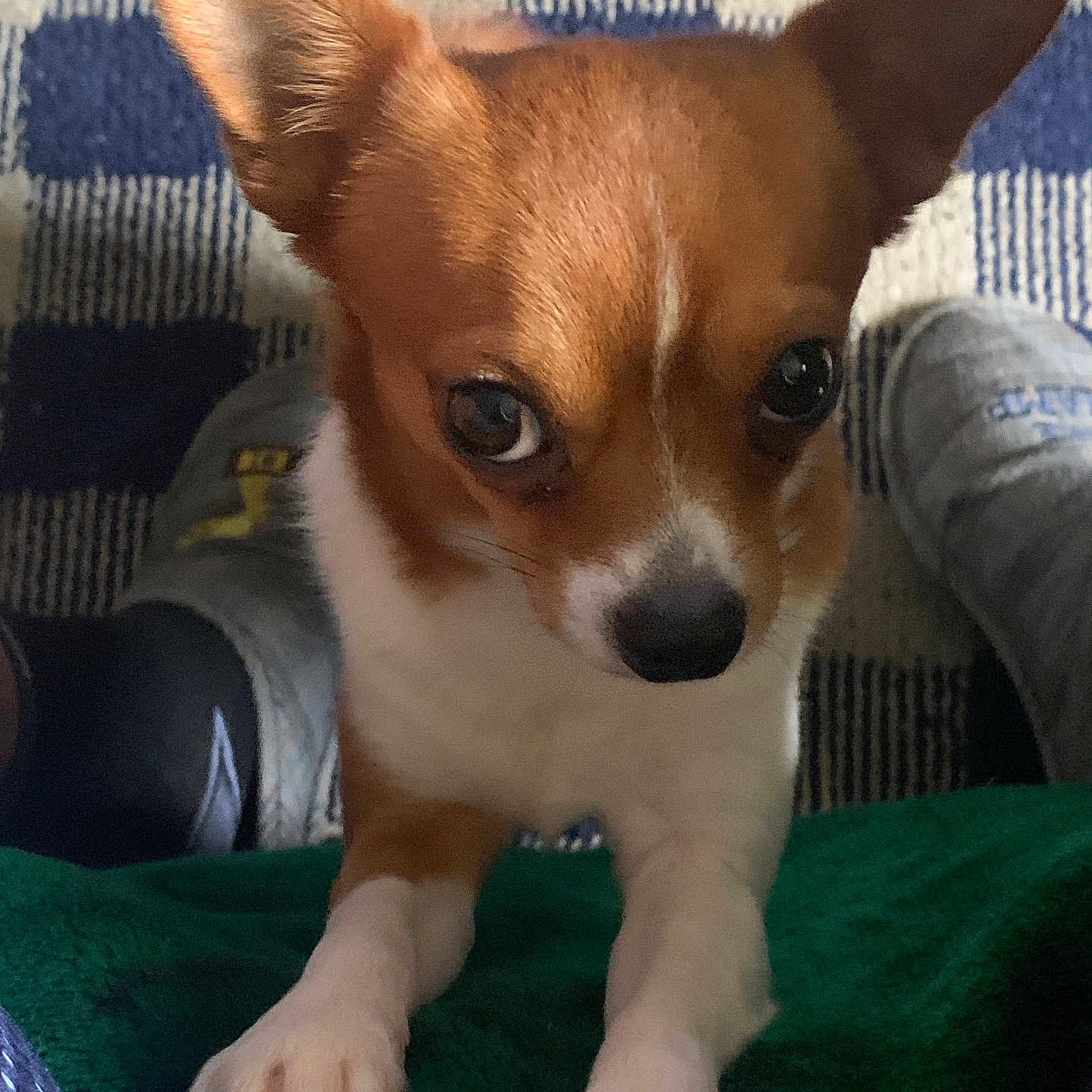 Bear joined the competition — help win amazing prizes! animal, blue_and_white, brown_and_white, canine, carpet, checkered, close_up, cute, dog, ears, expression, floor, fur, green_blanket, indoor, looking_up, paws, pet, slippers, small_dog