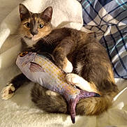 Trinny joined the competition — help win amazing prizes! animal, blanket, cat, claws, closeup, cozy, curled_up, cute, domestic, fur, indoor, mammal, paws, pet, plaid, resting, sleepy, tail, toy_fish, whiskers