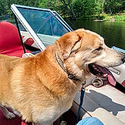 Titan is registered to the contest to win money with this photo: dog, boat, water, lake, trees, outdoor, sunny, animal, pet, can, seat, windshield, nature, greenery, leash, tongue_out, relaxation, daytime, jeans, shadow