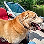 dog, boat, water, lake, trees, outdoor, sunny, animal, pet, can, seat, windshield, nature, greenery, leash, tongue_out, relaxation, daytime, jeans, shadow