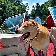 Titan is registered to the contest to win money with this photo: adventure, boat, canine, clouds, daytime, dog, forest, leash, nature, outdoor, pet, red_carpet, river, seat, sky, summer, sunny, trees, water, window