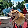 adventure, boat, canine, clouds, daytime, dog, forest, leash, nature, outdoor, pet, red_carpet, river, seat, sky, summer, sunny, trees, water, window