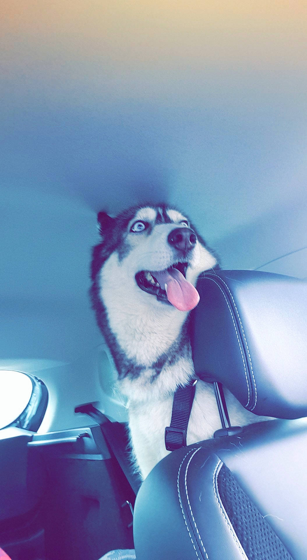 Maïka participe au concours pour gagner de l'argent avec cette photo : auto_part, automotive_design, automotive_lighting, canidae, carnivore, companion_dog, dog, dog_breed, electric_blue, family_car, flash_photography, fur, hood, paw, personal_luxury_car, snout, sporting_group, tints_and_shades, vehicle_door, working_dog