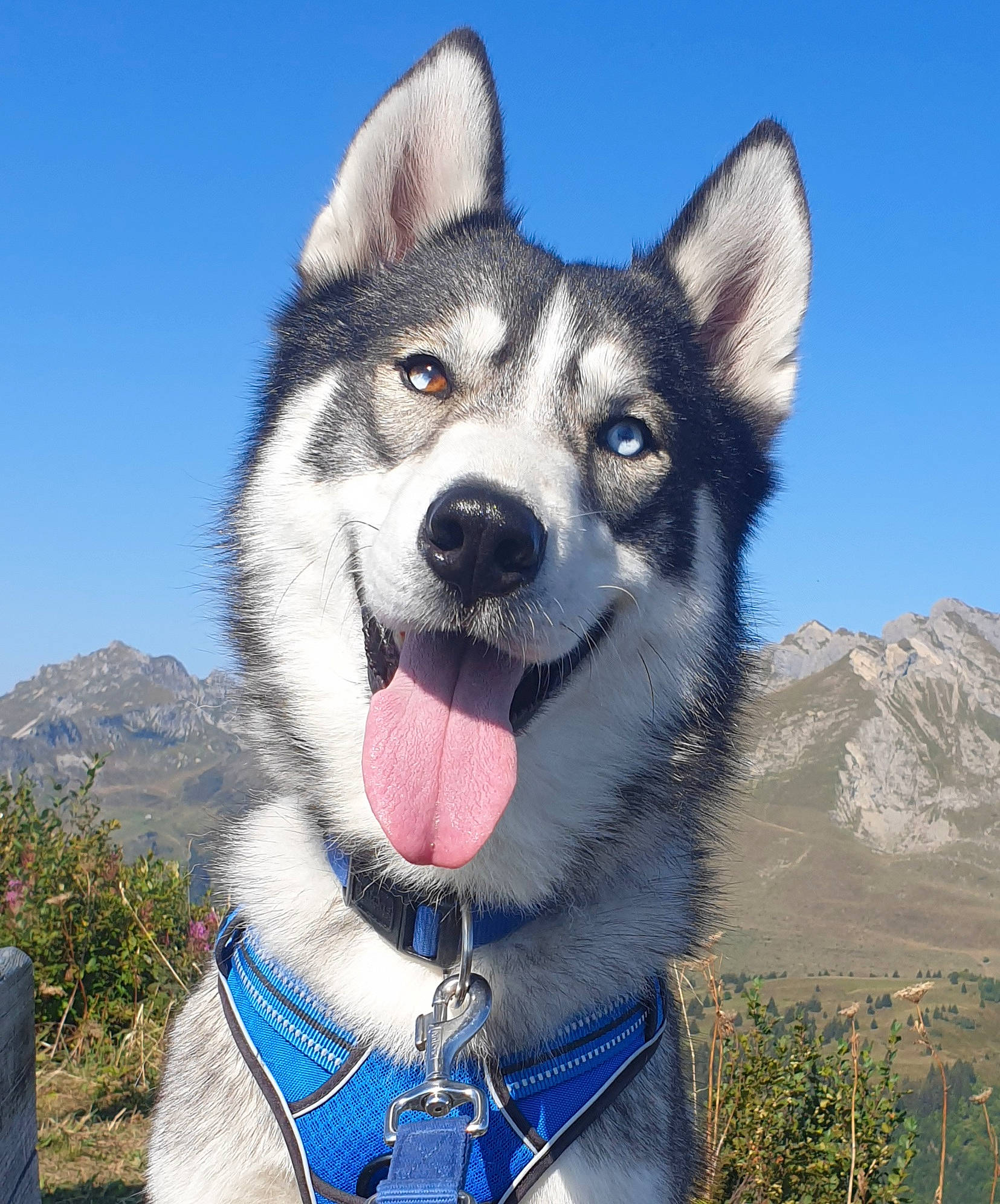 Max participe au concours pour gagner de l'argent avec cette photo : ancient_dog_breeds, canis, carnivore, collar, companion_dog, dog, dog_breed, dog_collar, electric_blue, fur, happy, leash, mountain, pet_supply, plant, siberian_husky, sky, sled_dog, snout, working_dog