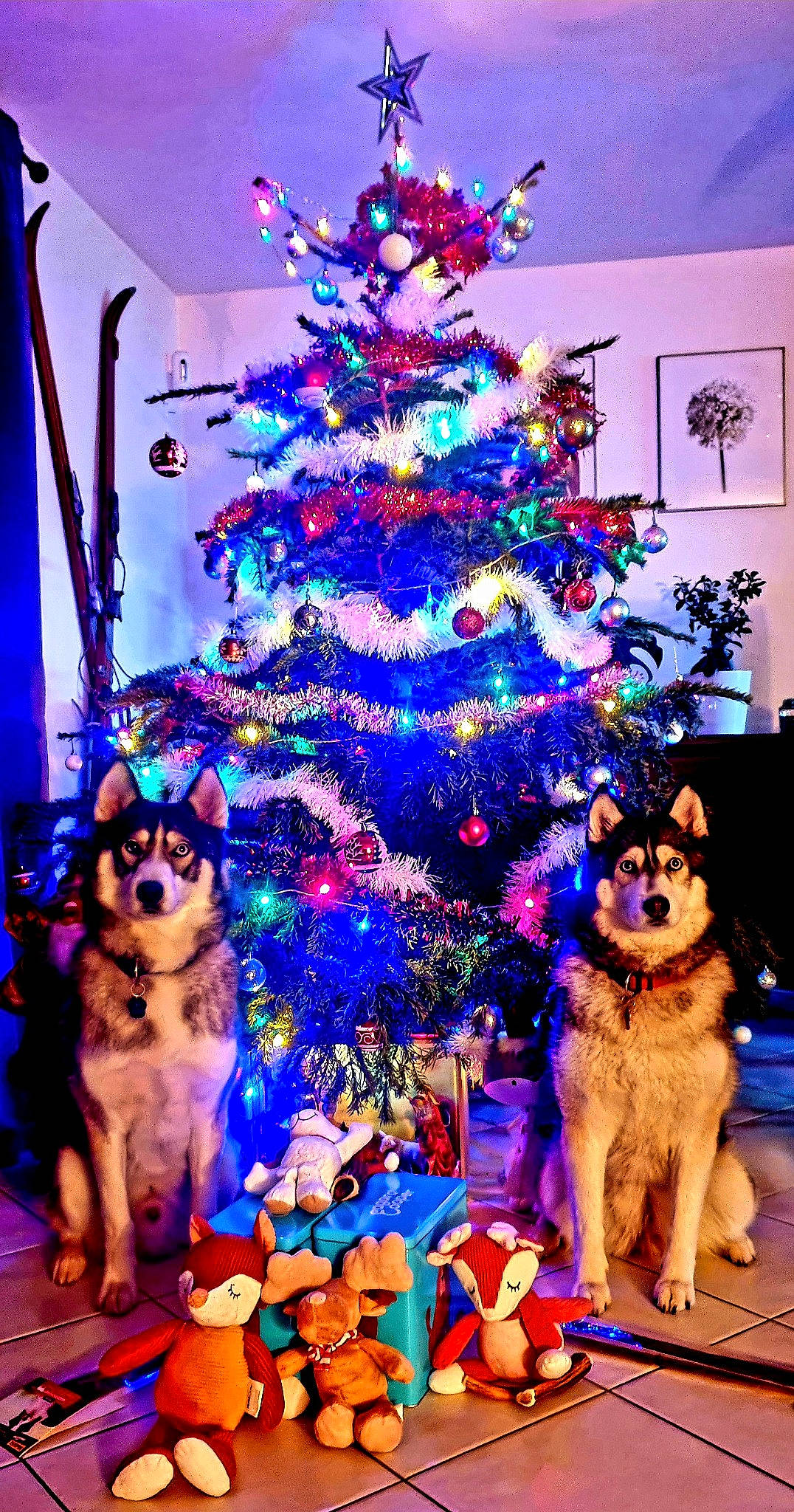 Max a rejoint le concours — aidez-le/la à gagner de superbes lots ! blue, carnivore, christmas, christmas_decoration, christmas_ornament, christmas_tree, dog, dog_breed, electric_blue, event, evergreen, fawn, holiday, holiday_ornament, light, lighting, ornament, purple, tree, winter