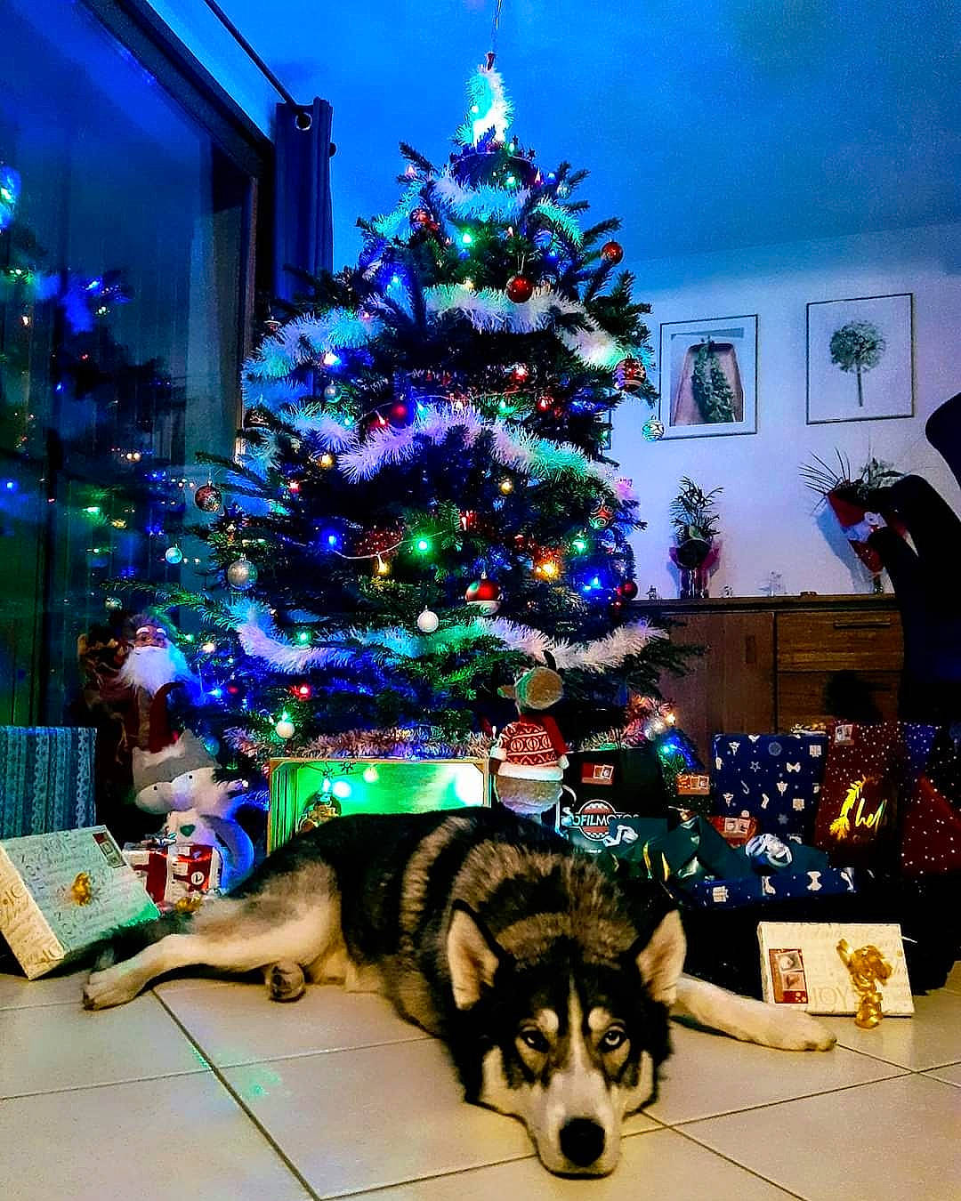 Max a rejoint le concours — aidez-le/la à gagner de superbes lots ! blue, carnivore, christmas, christmas_decoration, christmas_eve, christmas_ornament, christmas_tree, conifer, dog, dog_breed, event, holiday, holiday_ornament, light, ornament, plant, snapshot, tradition, tree, winter