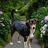 canine, curious, daylight, dog, ears, flowers, fur, garden, greenery, hydrangea, landscape, nature, outdoor, path, pet, plants, shrubbery, standing, tail, walking_path
