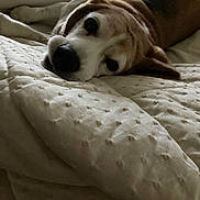 Wendy is registered to the contest to win money with this photo: bed, blanket, brown, canine, close_up, comfort, cozy, dog, domestic_animal, fur, indoor, lying_down, pet, portrait, quiet, relaxation, resting, sleepy, soft, white