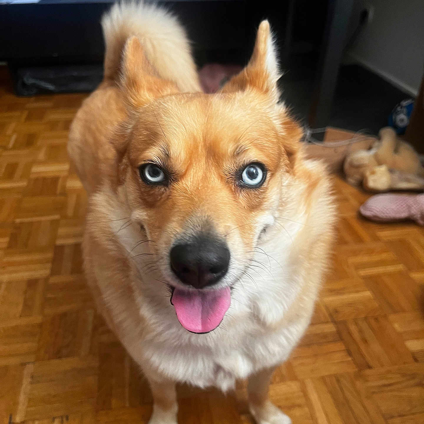 Louna a rejoint le concours — aidez-le/la à gagner de superbes lots ! blue_eyes, canine, cute, dog, domestic_animal, ears_up, floor, front_view, fur, happy, indoor, living_room, looking_up, parquet, pet, tail, television, tongue_out, toy, wooden_floor