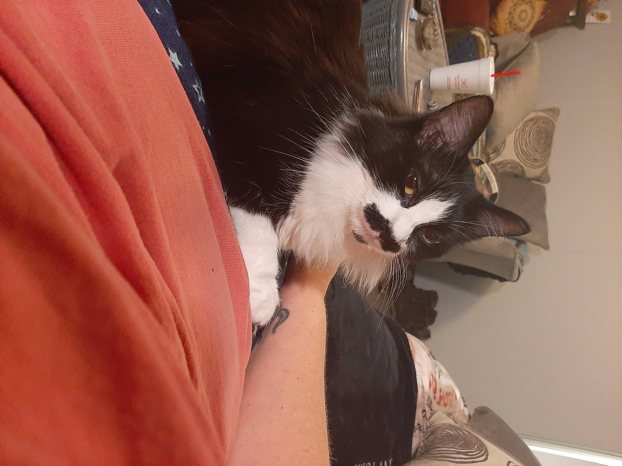 Ada joined the competition — help win amazing prizes! carnivore, cat, claw, comfort, domestic_short_haired_cat, elbow, felidae, foot, fur, human_leg, knee, lap, nail, paw, small_to_medium_sized_cats, snout, tail, thigh, whiskers, wrist