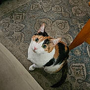 Lacy joined the competition — help win amazing prizes! animal, calico_cat, cat, companion, curious, cute, domestic_animal, floor, fur, furniture, green_eyes, home, indoor, looking_up, mammal, patterned_rug, pet, rug, whiskers, wooden_chair