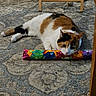 Lacy joined the competition — help win amazing prizes! animal, calico_cat, carpet, cat, colorful, cozy, cute, domestic, fur, furniture, home, indoor, lying_down, pattern, pet, playful, resting, toy, whiskers, wooden_leg
