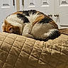 Lacy joined the competition — help win amazing prizes! animal, beige, calico_cat, cat, cozy, curled_up, door, fur, furniture, household, indoor, knobs, napping, pet, quiet, quilted_blanket, resting, sleeping, soft_lighting, white_doors