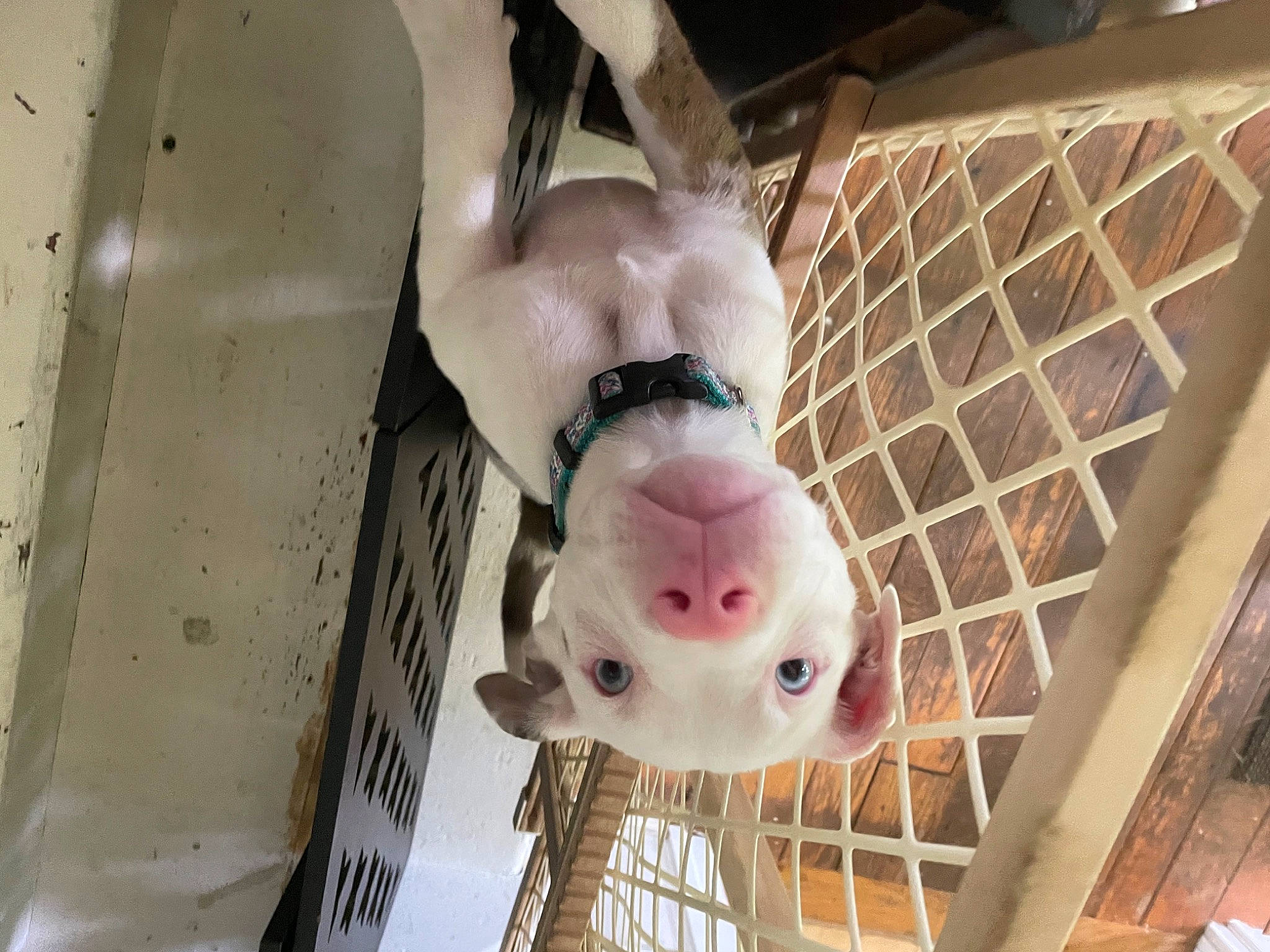 Harlow is registered to the contest to win money with this photo: animal_shelter, cage, canidae, carnivore, companion_dog, dog, dog_breed, dog_supply, fawn, fur, liver, non_sporting_group, pet_supply, service, snout, sporting_group, whiskers, working_animal