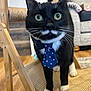 Venom joined the competition — help win amazing prizes! animal, black_and_white, cat, chair, close_up, curious, cute, domestic_cat, feline, flooring, furniture, home_interior, indoor, pet, polka_dot, portrait, tie, tuxedo_cat, whiskers, wooden_chair