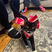 Venom is registered to the contest to win money with this photo: black_and_white_cat, carpet, cat, couch, curious, domestic_animal, floor, furniture, indoor, living_room, person, pet, pink_ribbon, ribbon, rug, slippers, socks, tail, whiskers, wood_floor