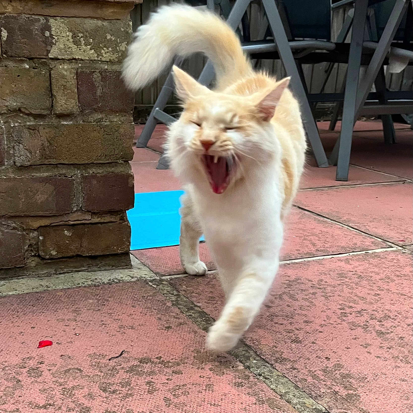 Bowie is registered to the contest to win money with this photo: angora, animal, architecture, brick, building, canine, cat, chair, dog, furniture, indoors, interiordesign, kitten, outdoors, path, pet, plant, shelter, slate, walkway