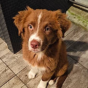 Buck a rejoint le concours — aidez-le/la à gagner de superbes lots ! puppy, dog, brown_fur, white_fur, cute, pet, animal, floor, tile_floor, indoor, fur, ears, nose, sitting, looking_up, young_dog, adorable, close_up, domestic_animal, pet_portrait