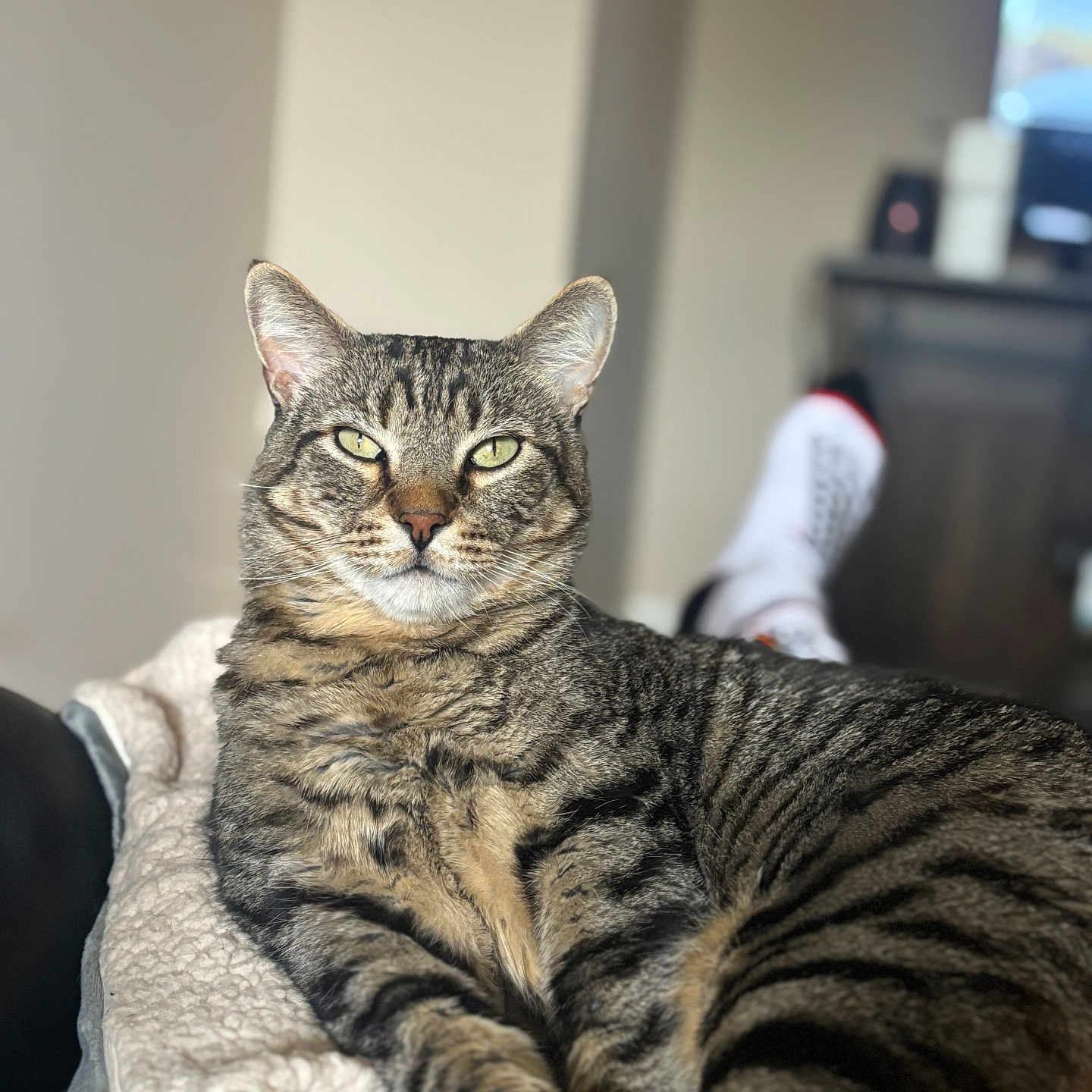 Smokey joined the competition — help win amazing prizes! animal, blanket, cat, closeup, comfort, cozy, domestic, feet, feline, fur, home, indoor, laying, pet, portrait, relaxed, socks, soft, striped, tabby